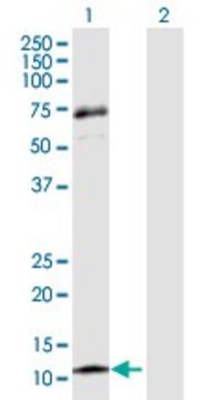 Anti-CCL13 antibody produced in rabbit