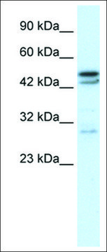 Anti-CHRNA3 antibody produced in rabbit