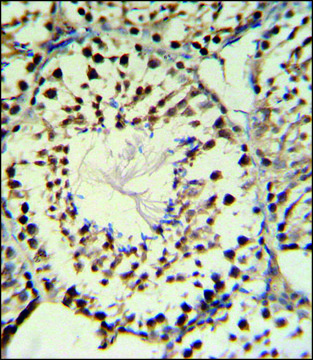 ANTI-H2AB2 (CENTER) antibody produced in