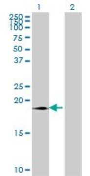 Monoclonal Anti-SUMO3 antibody produced in