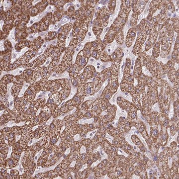 Anti-ALG8 antibody produced in rabbit