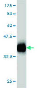 Monoclonal Anti-TMEPAI antibody produced in
