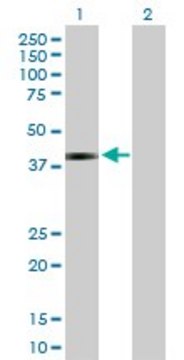 Anti-JAM3 antibody produced in rabbit