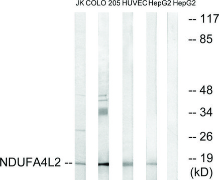 Anti-NDUFA4L2 antibody produced in rabbit