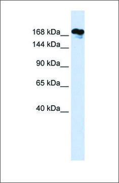 Anti-RSF1 antibody produced in rabbit