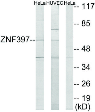 Anti-ZNF397 antibody produced in rabbit