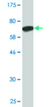 Monoclonal Anti-ANGPTL5 antibody produced in