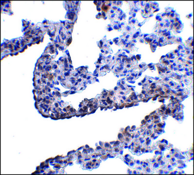 Anti-PCDH12 antibody produced in rabbit