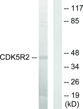 Anti-CDK5R2 antibody produced in rabbit