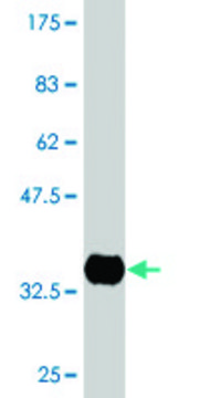 Monoclonal Anti-CETN1 antibody produced in