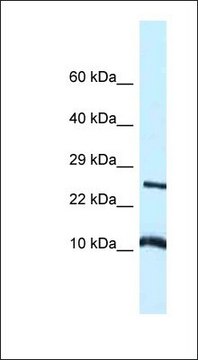 Anti-VAMP8 antibody produced in rabbit