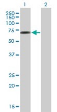Anti-C10orf137 antibody produced in mouse