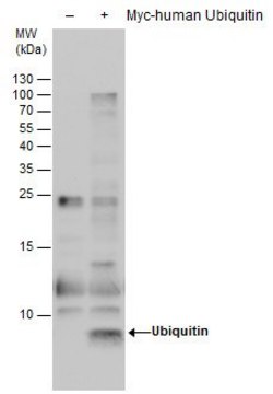 Monoclonal Anti-Ubiquitin antibody produced in