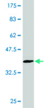 ANTI-EGR1 antibody produced in mouse