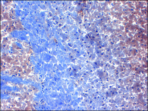 Monoclonal Anti-KCNA1 antibody produced in