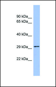 Anti-U2AF1, (N-terminal) antibody produced in