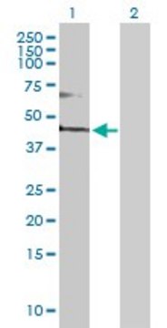 Anti-FADS3 antibody produced in rabbit