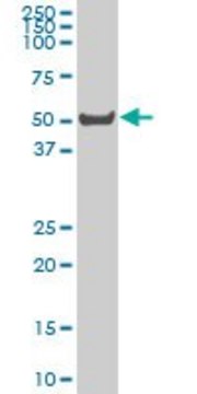 Monoclonal Anti-LW-1 antibody produced in