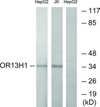 Anti-OR13H1 antibody produced in rabbit