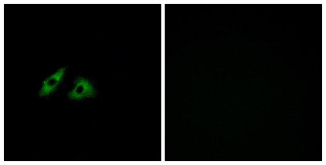 Anti-GPR152 antibody produced in rabbit