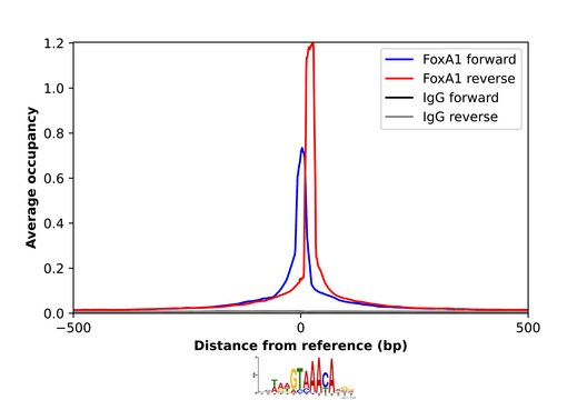 Anti-FOXA1 antibody produced in rabbit