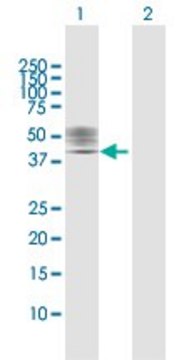 Anti-P2RX1 antibody produced in rabbit