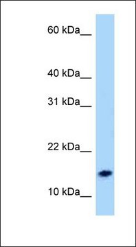 Anti-NPS antibody produced in rabbit