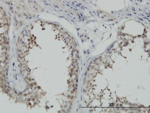 Monoclonal Anti-HSPA1B antibody produced in