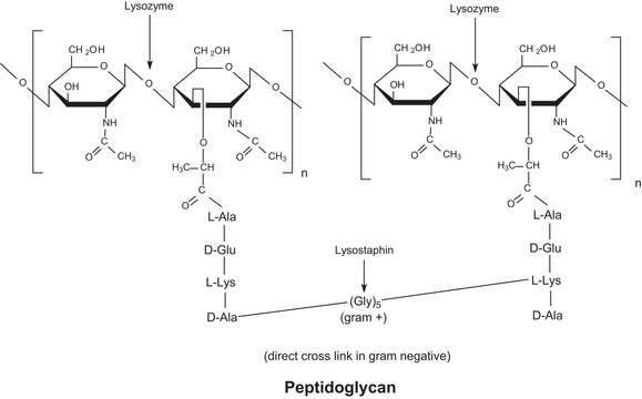 Lysozyme from chicken egg white