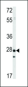 ANTI-PRL1 antibody produced in rabbit