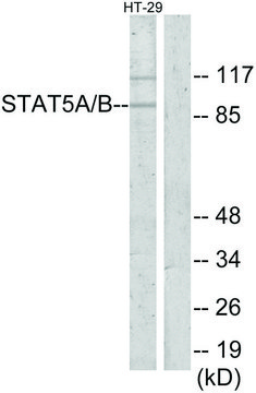 Anti-STAT5A antibody produced in rabbit