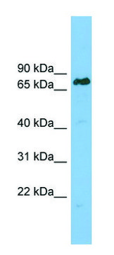 Anti-LBR antibody produced in rabbit