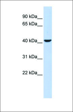 Anti-MEF2B antibody produced in rabbit