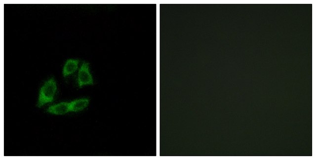 Anti-ARFIP1 antibody produced in rabbit