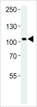 ANTI-TRKC antibody produced in rabbit