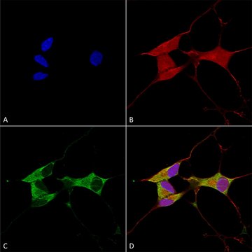 Monoclonal Anti-Lgi1 antibody produced in