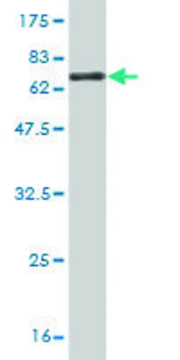 Monoclonal Anti-FAM62B antibody produced in