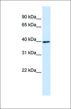 Anti-CCND1 (ab2) antibody produced in