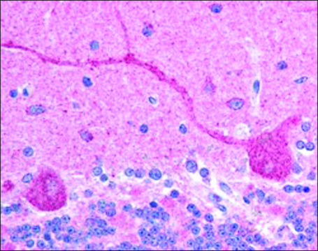 Anti-CHFR antibody produced in goat