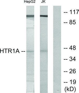Anti-5-HT-1A antibody produced in rabbit