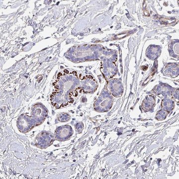 Anti-ATP2C2 antibody produced in rabbit