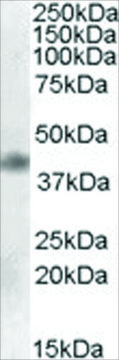 Anti-MEIS1 antibody produced in goat