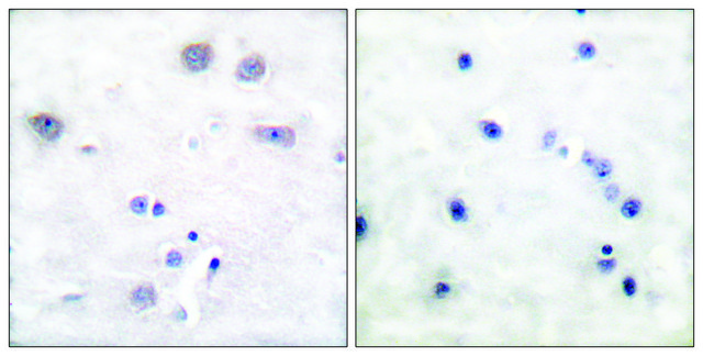 Anti-SHC antibody produced in rabbit