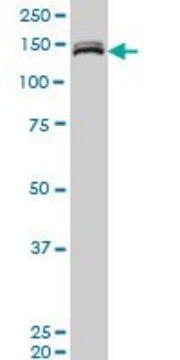ANTI-MLLT10 antibody produced in mouse