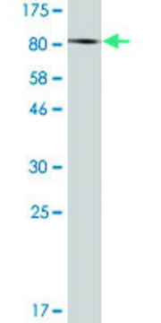 Monoclonal Anti-F13A1 antibody produced in
