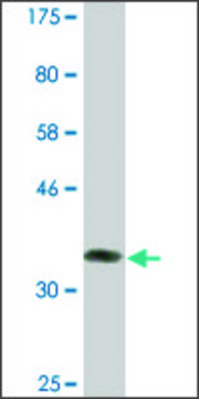 Monoclonal Anti-BARX2 antibody produced in