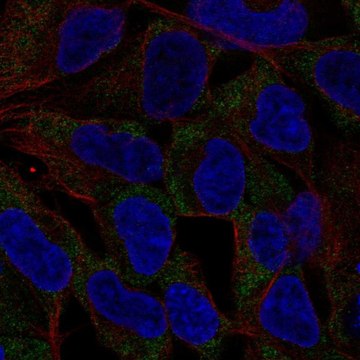 Anti-NLRP11 antibody produced in rabbit