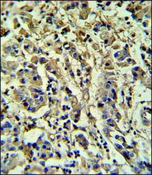 ANTI-MOUSE SIRT3 (C-TERM) antibody produced