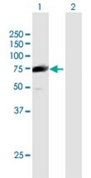 Anti-FLJ10996 antibody produced in mouse