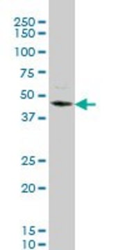 Monoclonal Anti-STK32C, (N-terminal) antibody produced
